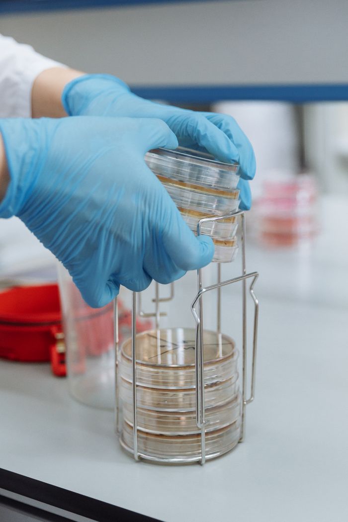 Service Scientist with blue gloves managing multiple petri dishes in a research lab setting.
